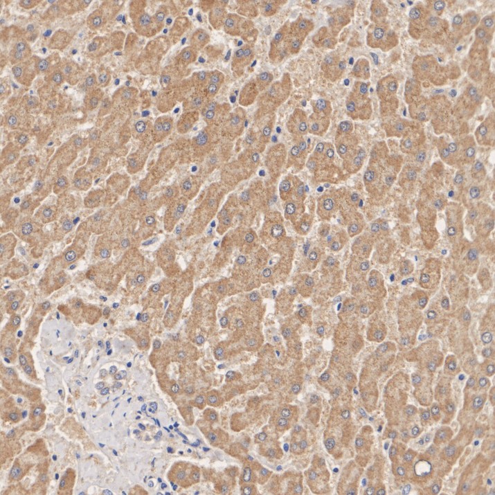 HA724254_3.jpg