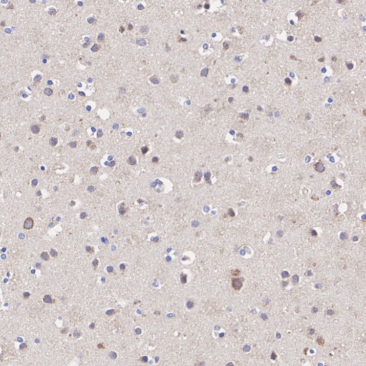 HA724265_4.jpg