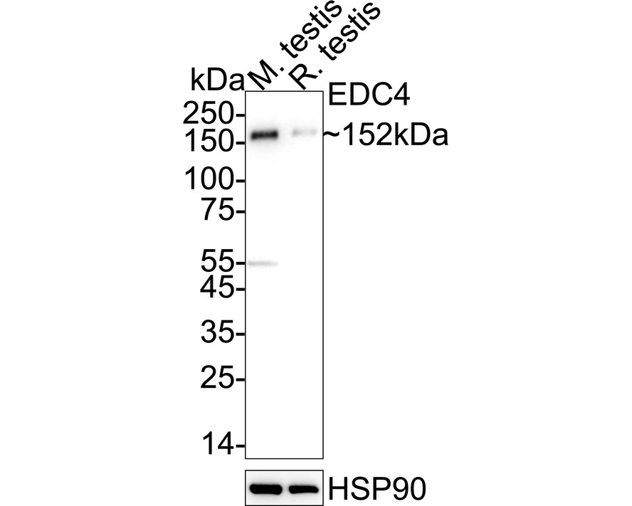 HA724270_2.jpg