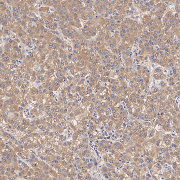 HA724270_5.jpg