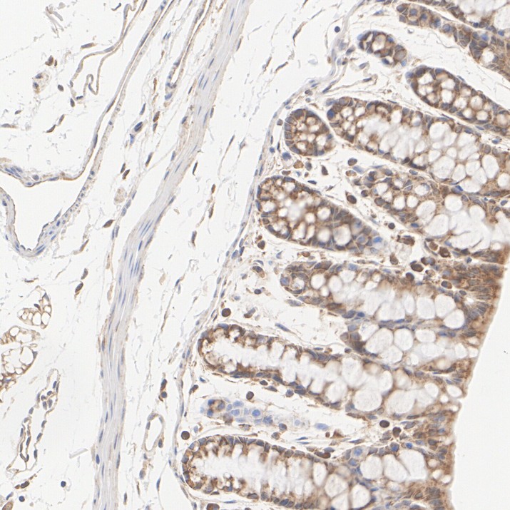 HA724270_7.jpg