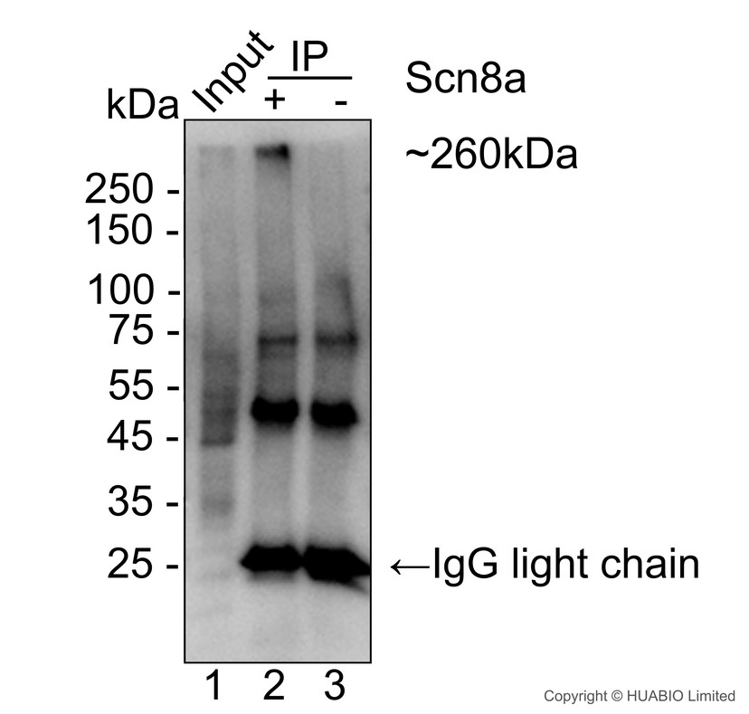 HA724294_4.jpg