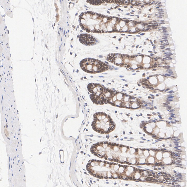 HA724301_11.jpg