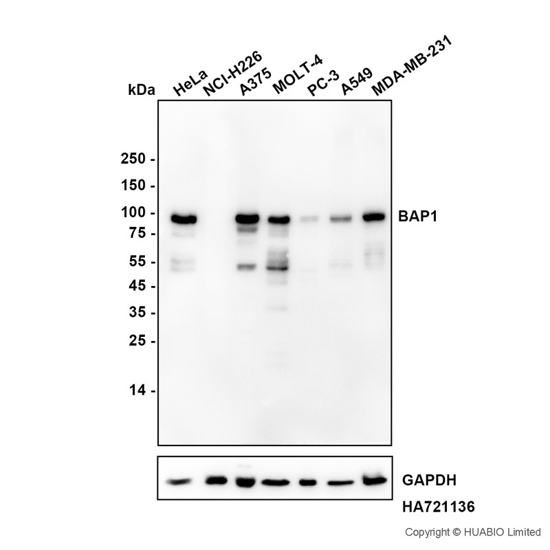 HA724303_1.jpg