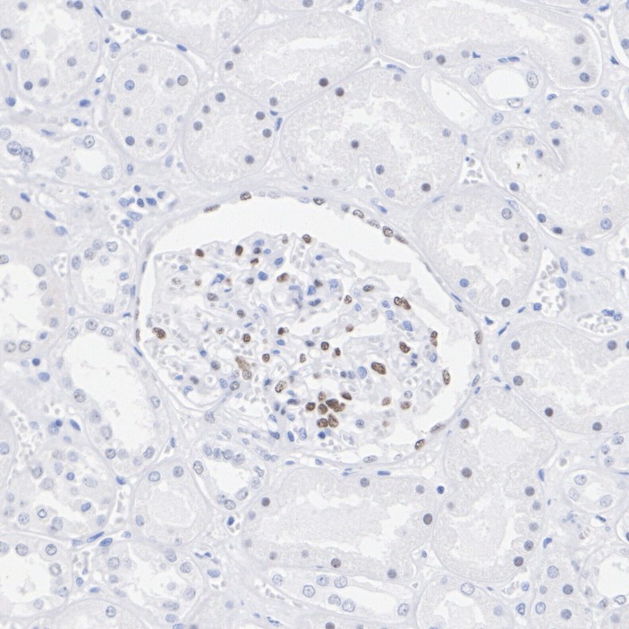 HA724341_3.jpg
