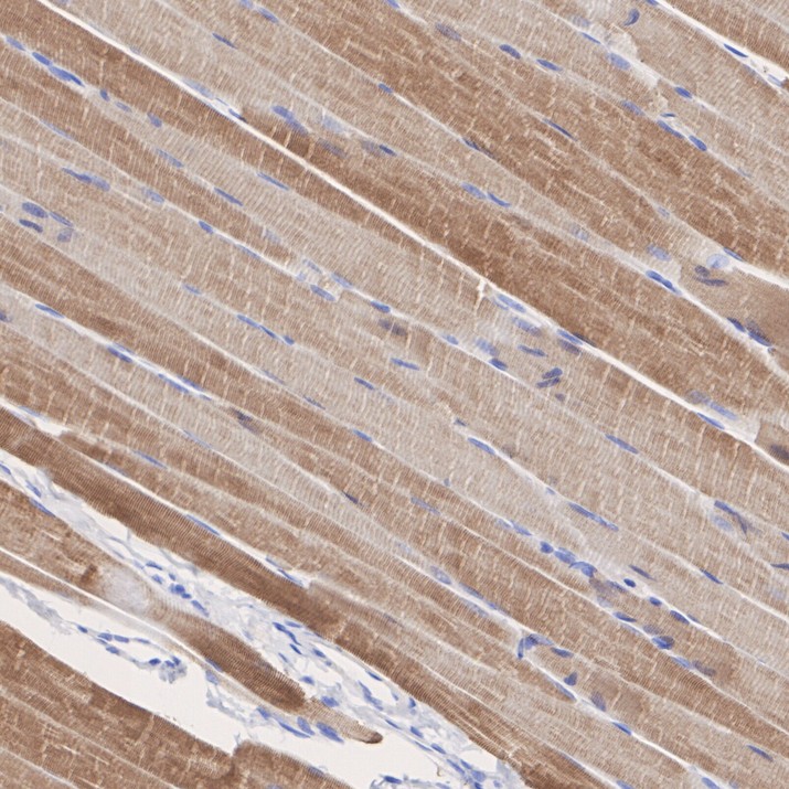 HA724478_9.jpg