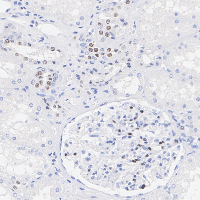 HA724518_4.jpg