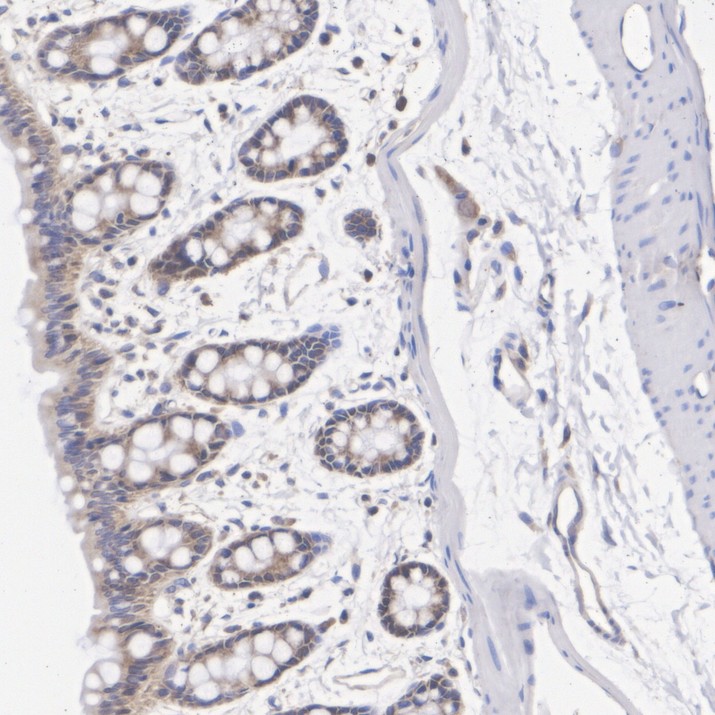 HA724519_7.jpg