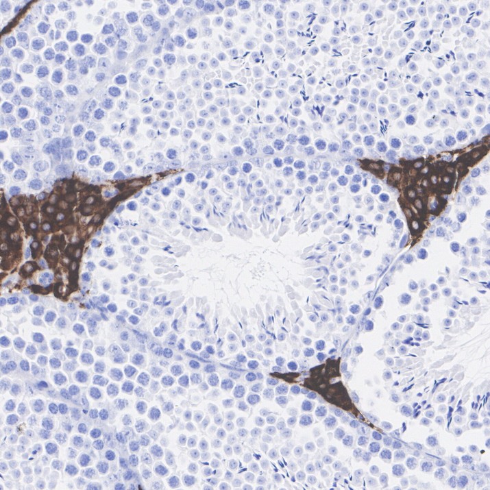HA724532_4.jpg