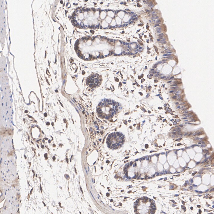 HA724533_10.jpg