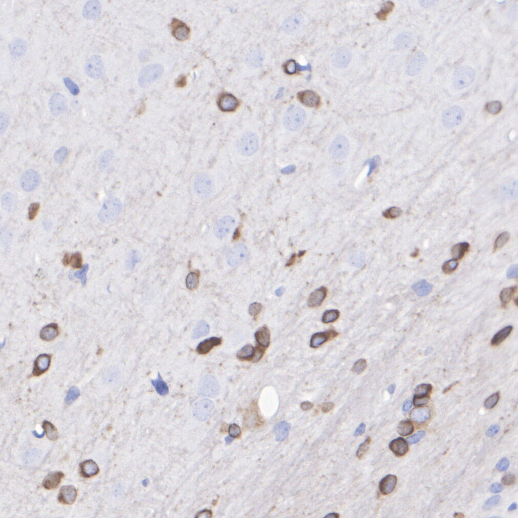 HA724549_9.jpg
