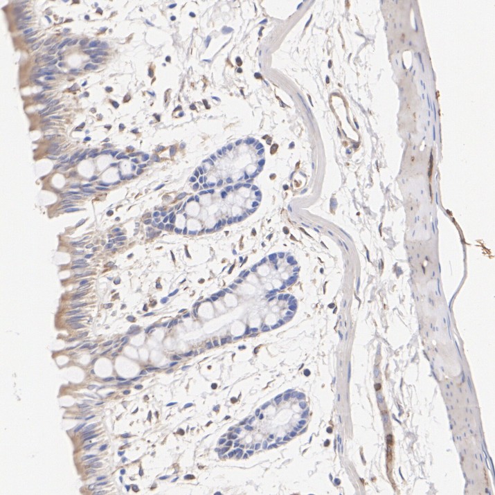 HA724582_3.jpg