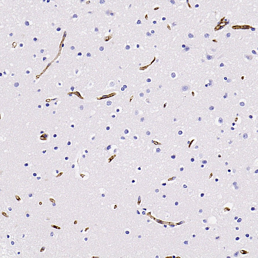 HA724663_4.jpg