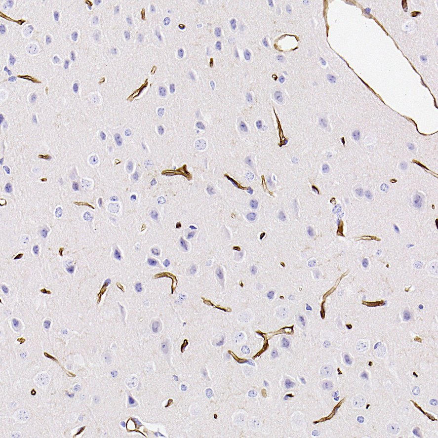 HA724663_6.jpg