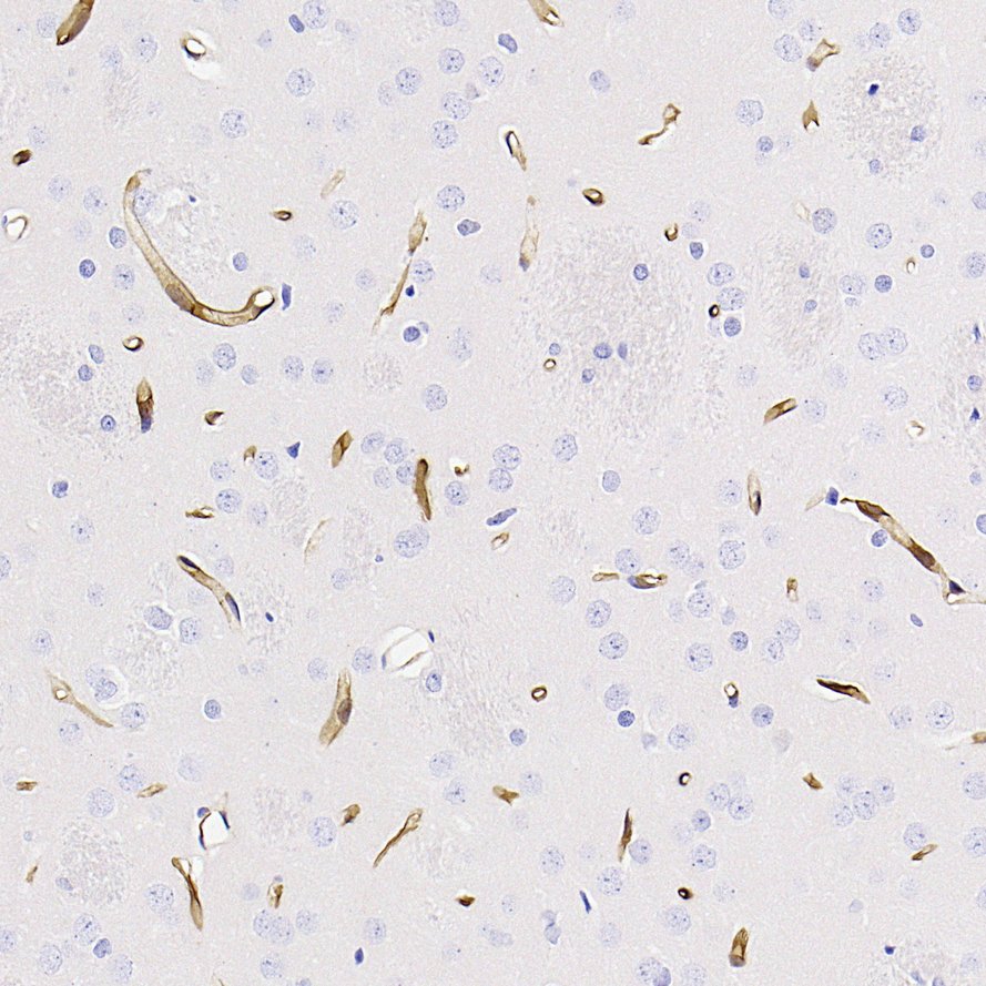 HA724663_8.jpg