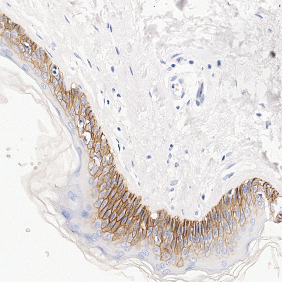 HA724668_3.jpg