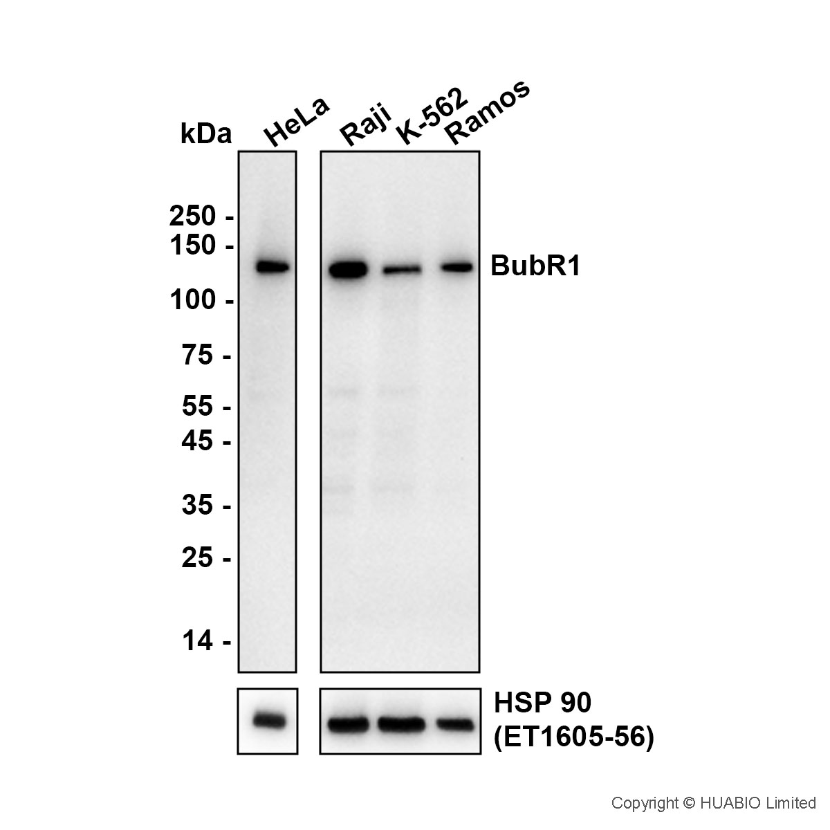 HA724675_1.jpg