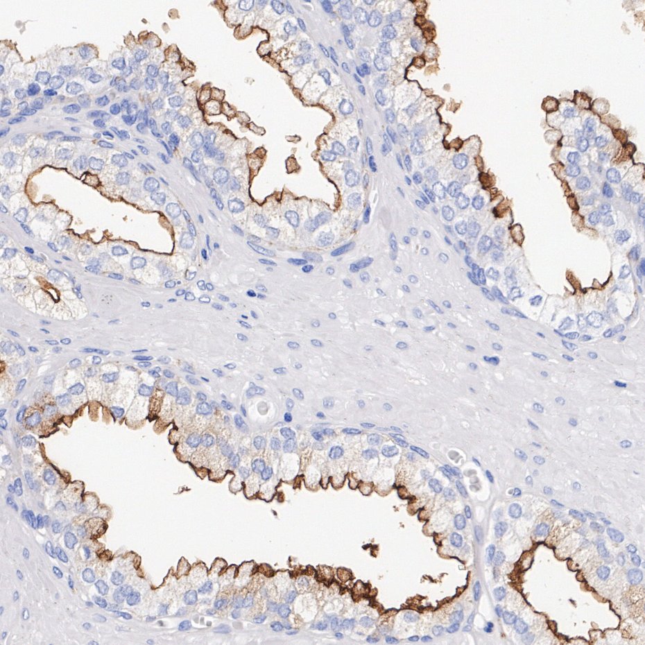 HA724782_3.jpg