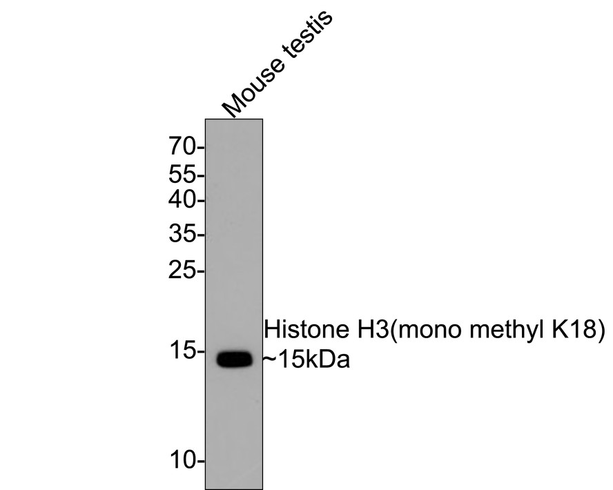 HA750006_2.jpg