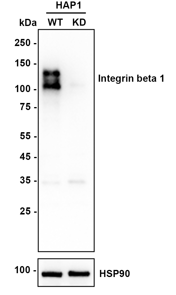 HA750008_2.jpg