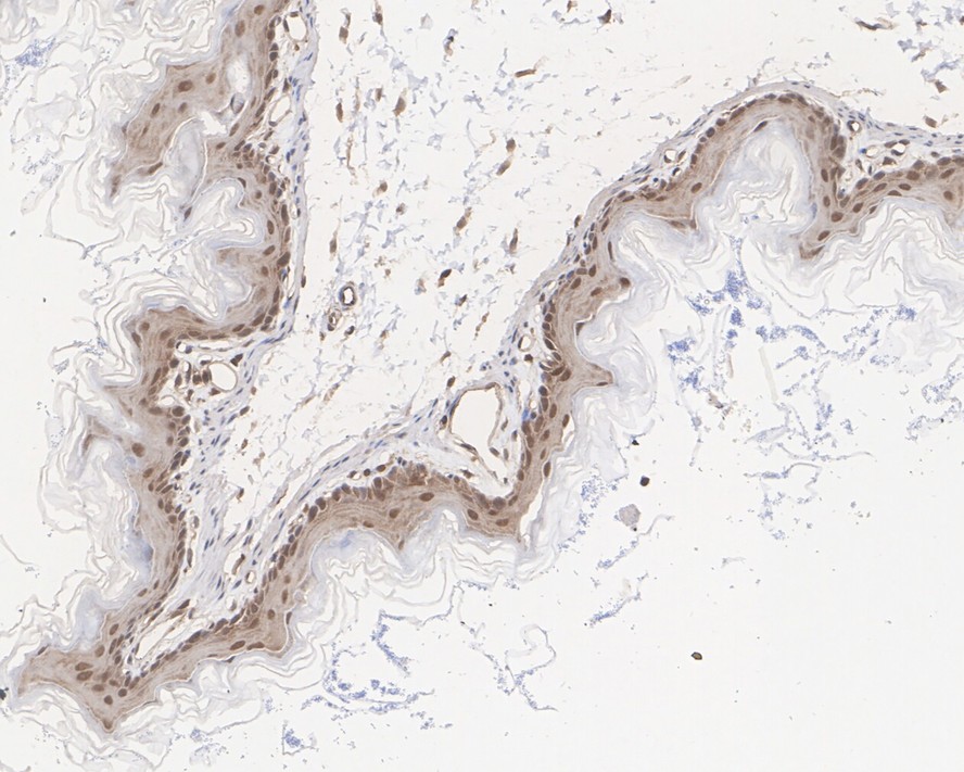 HA750019_6.jpg
