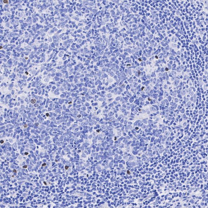 HA750020_5.jpg