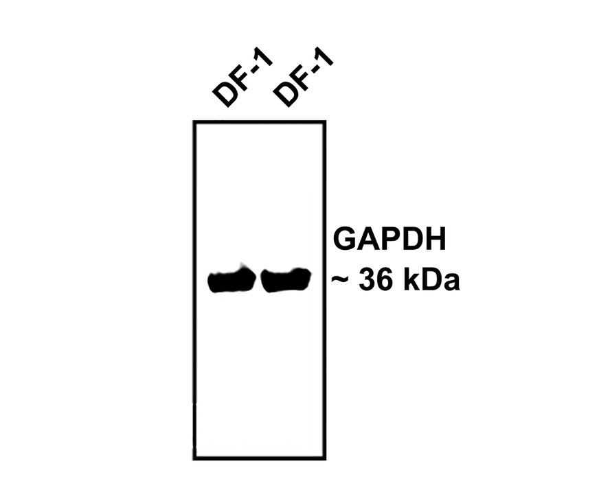 HA750022_4.jpg
