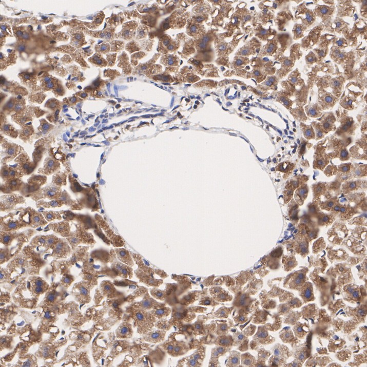 HA750022_8.jpg