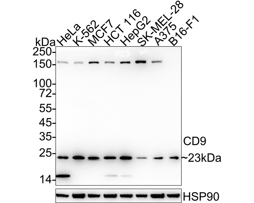 HA750027_1.jpg
