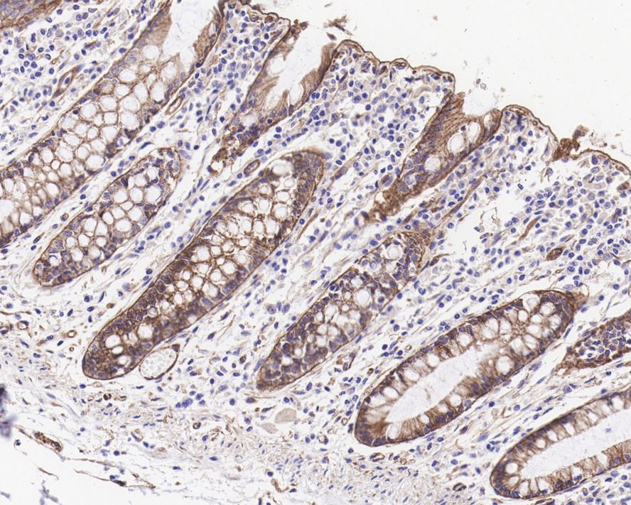 HA750028_4.jpg