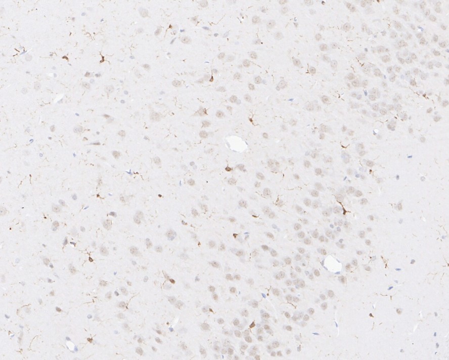 HA750033_6.jpg
