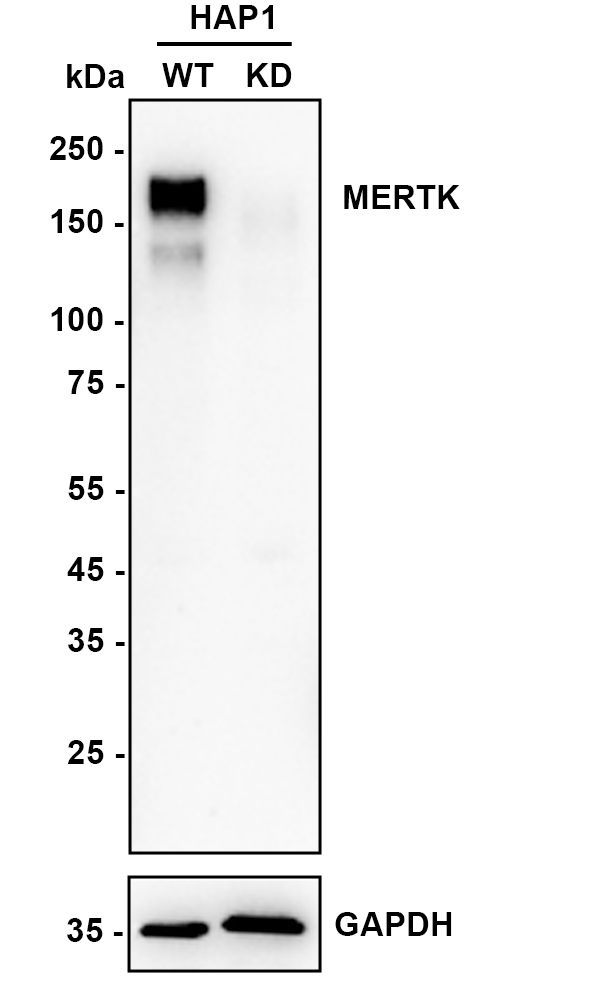 HA750036_2.jpg
