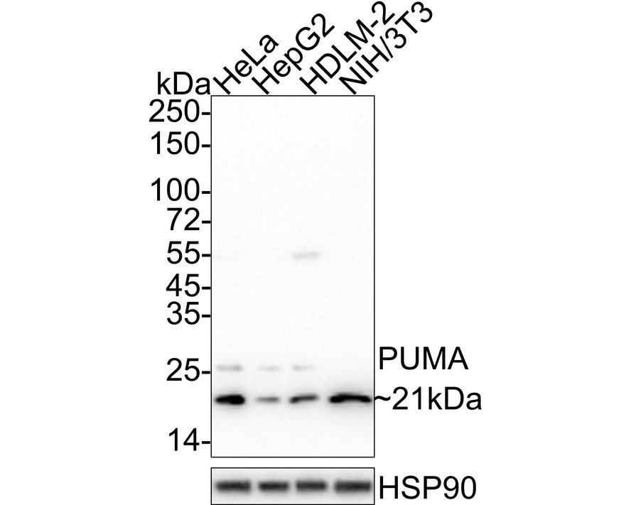 HA750038_1.jpg