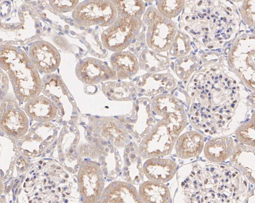 HA750039_10.jpg