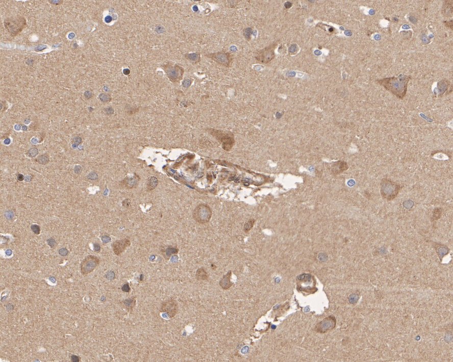 HA750039_7.jpg