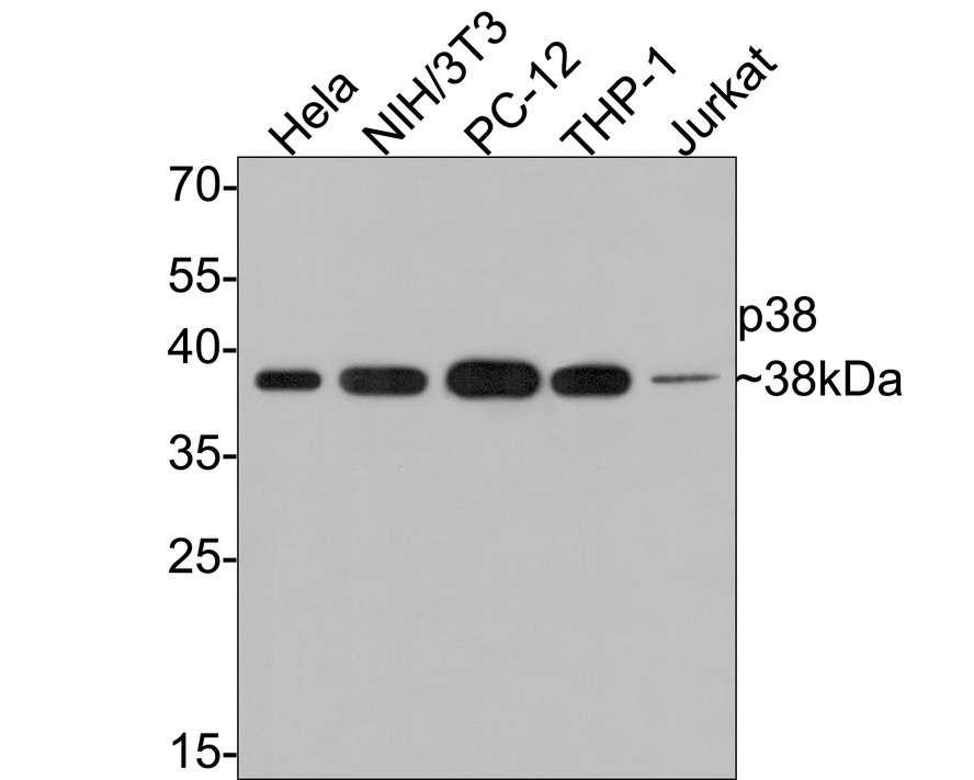 HA750040_1.jpg
