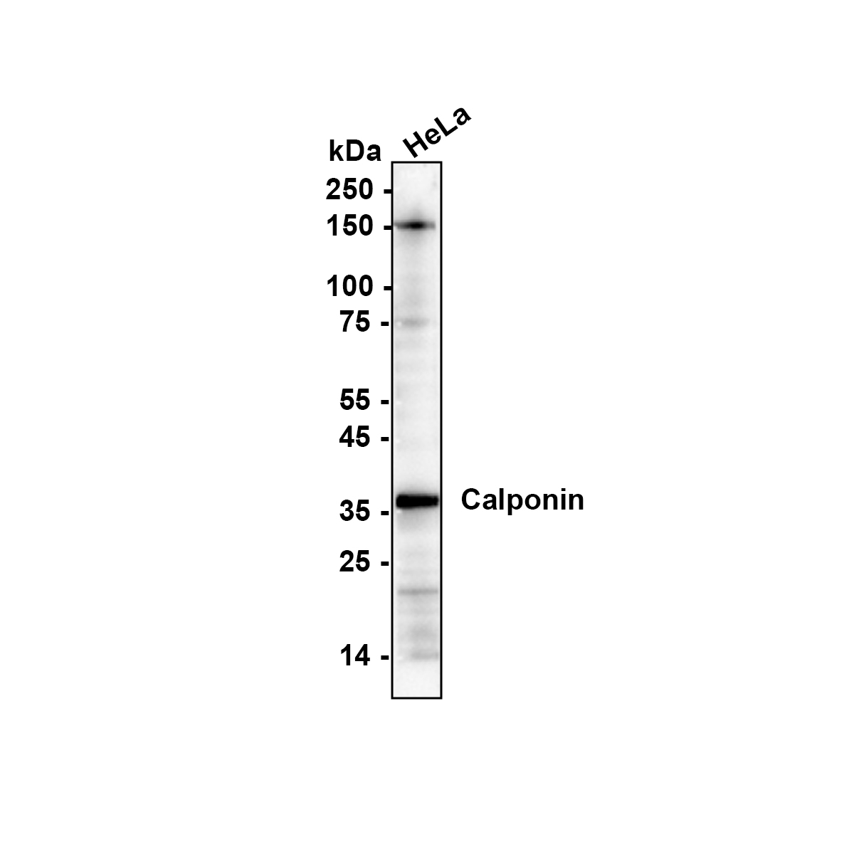 HA750094_8.jpg
