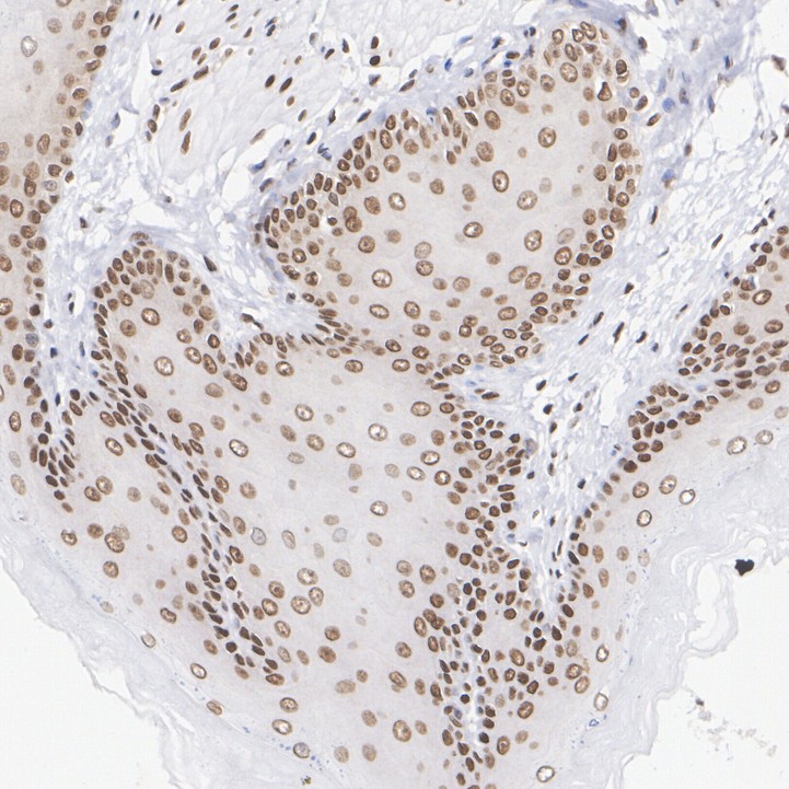 HA750110_9.jpg