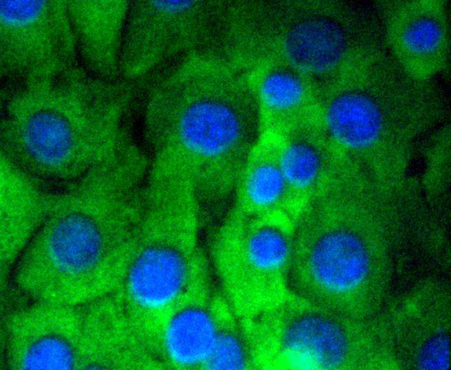 HA750111_6.jpg
