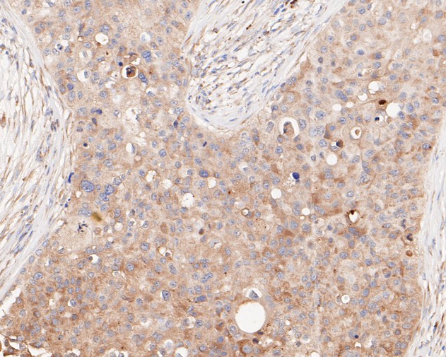 HA750113_5.jpg