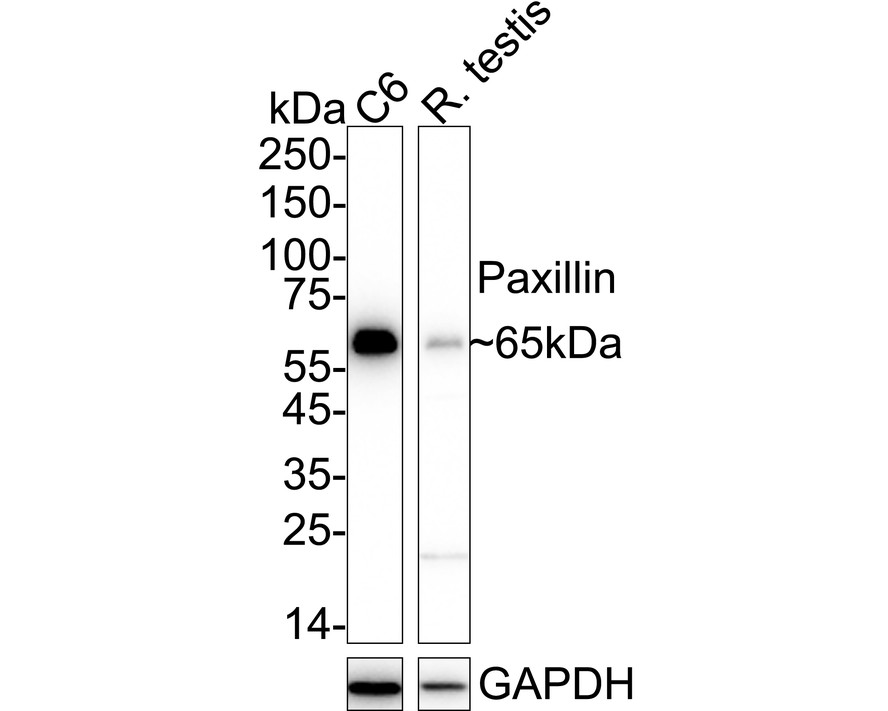 HA750114_2.jpg