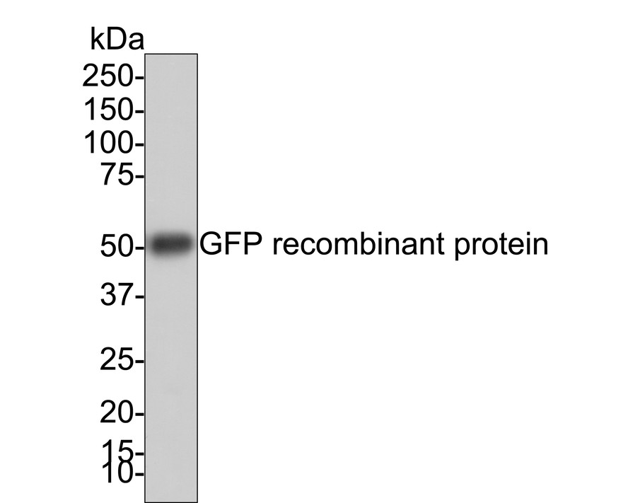 HA750116_1.jpg