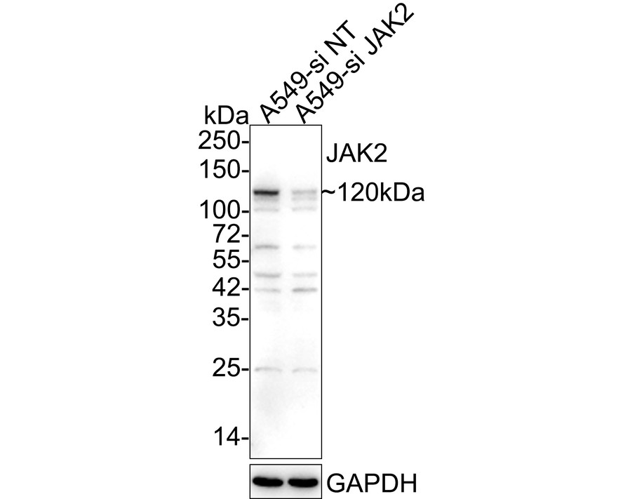 HA750118_2.jpg
