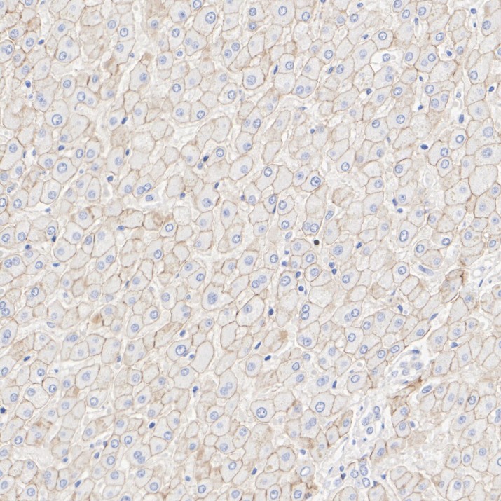 HA750119_5.jpg