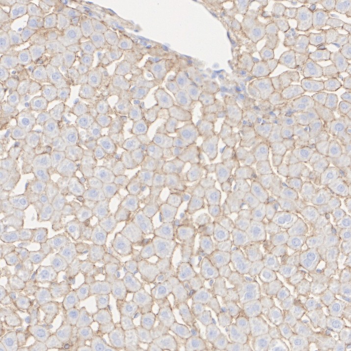 HA750119_7.jpg