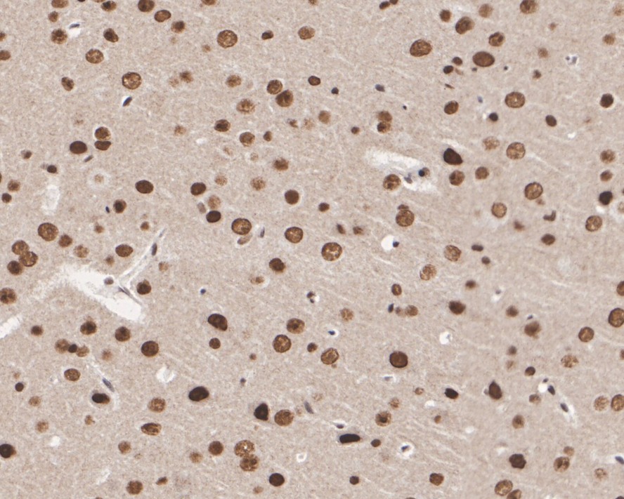 HA750121_11.jpg
