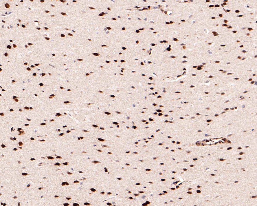 HA750121_9.jpg