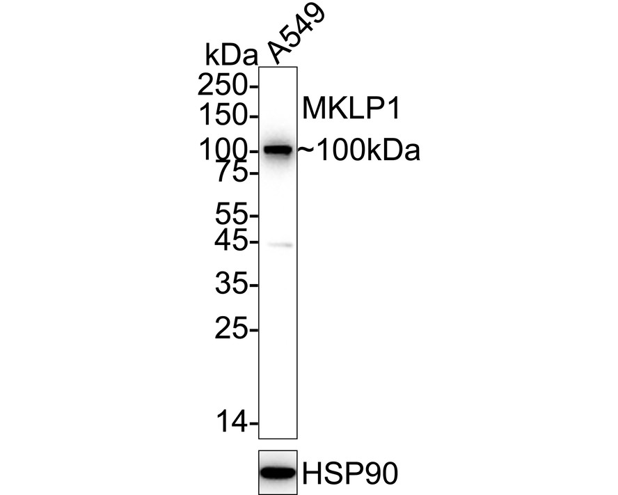 HA750129_1.jpg
