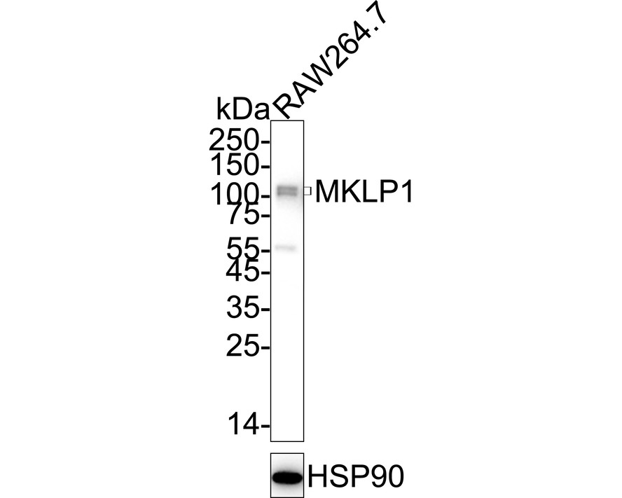 HA750129_2.jpg
