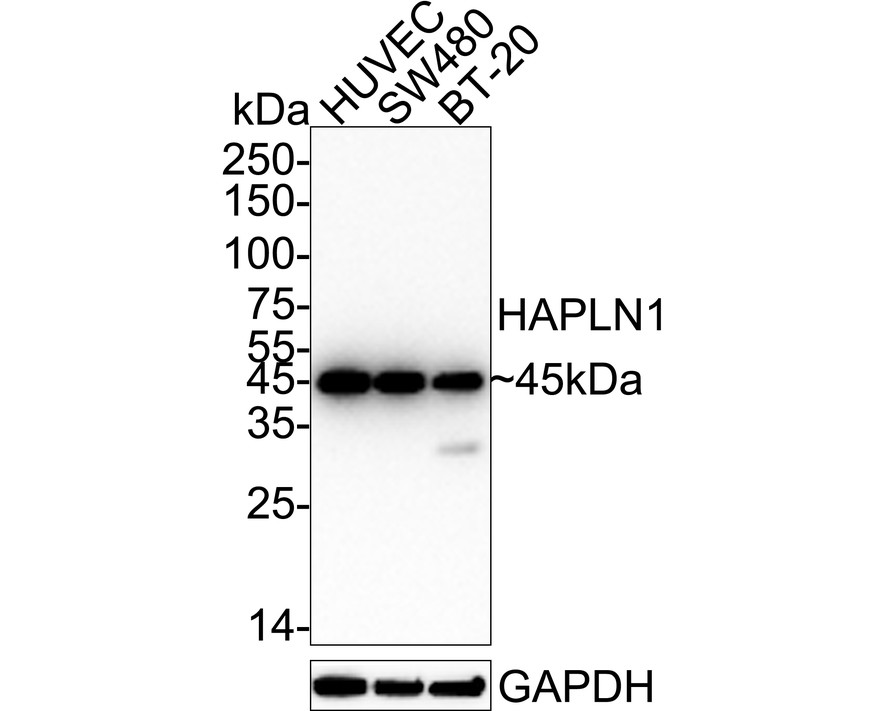 HA750130_1.jpg